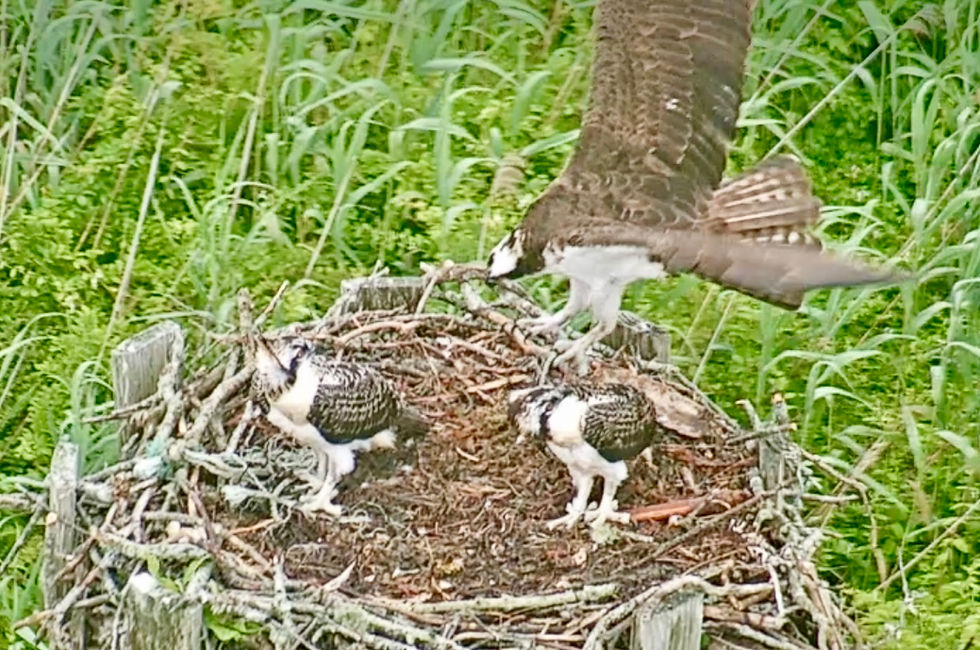 Osprey Update: July 10