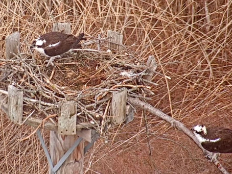 Osprey Update: April 6