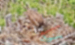 May 22, 2026: Nestling No. 1 (red arrow) and 2 unhatched eggs (blue arrows).