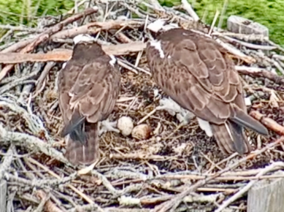 The male is on the left. The female is getting off the eggs as the male prepares to settle down.