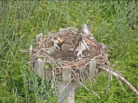 Osprey Update: July 12