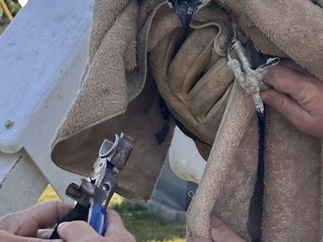Osprey Update: June 25