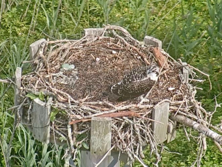 Osprey Update: July 13