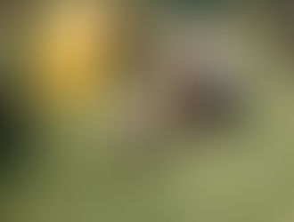 Spending time with my friends at the Suncoast Primate Sanctuary