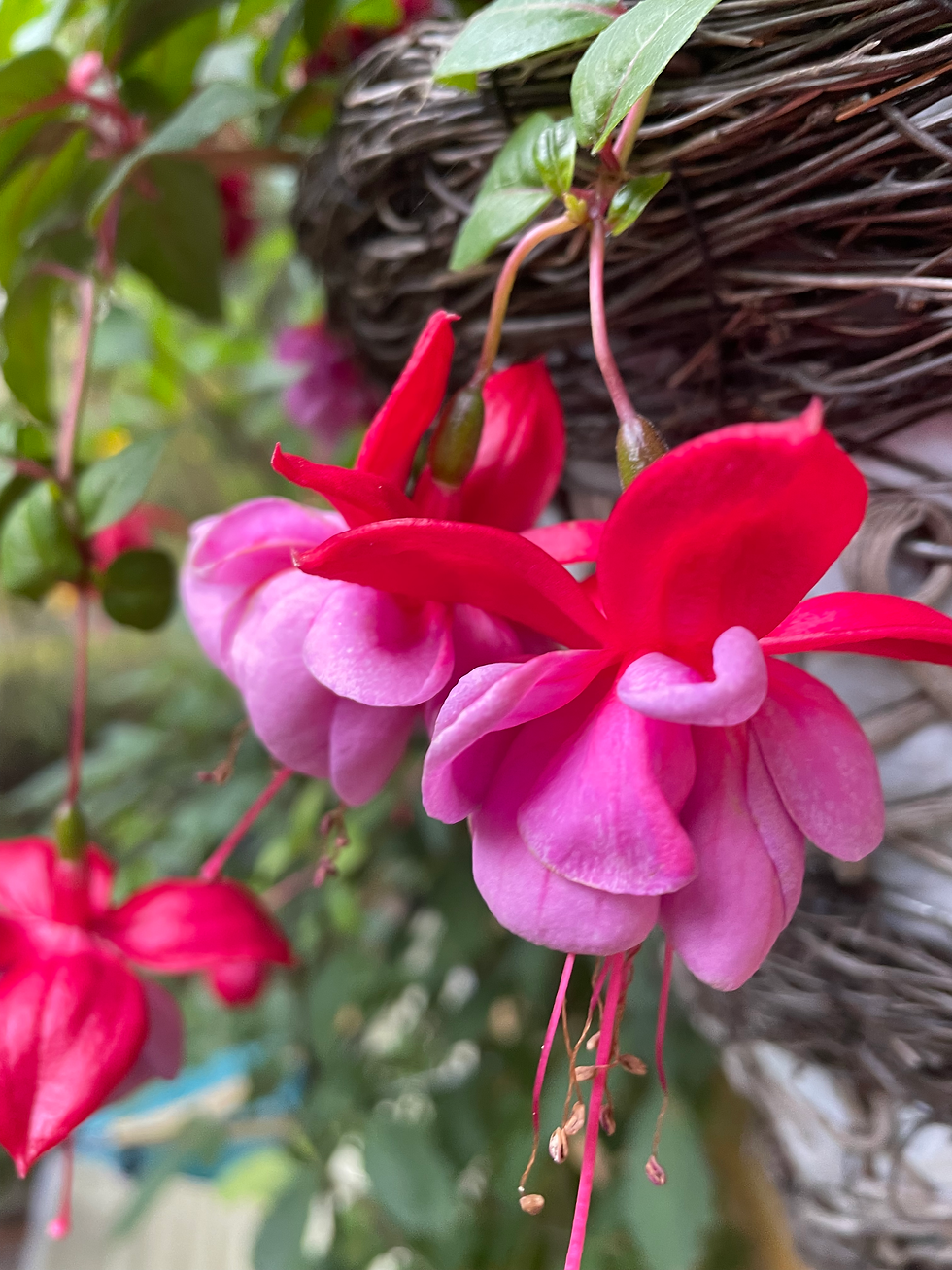 late season fuschia