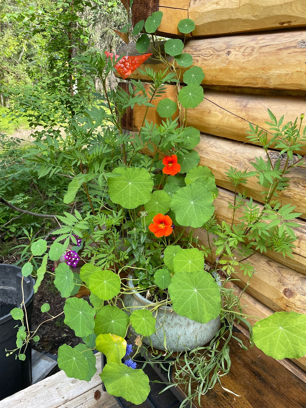 Super Mega Alaskan Nasturtium