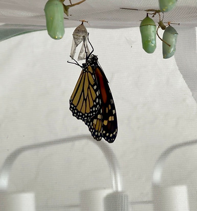Monarch hanging from crysallis in the Dr. Phillips Urban Garden
