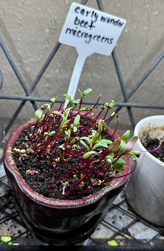Early Eonder Beet Microgreens growing in a small container under grow lights in an urban s