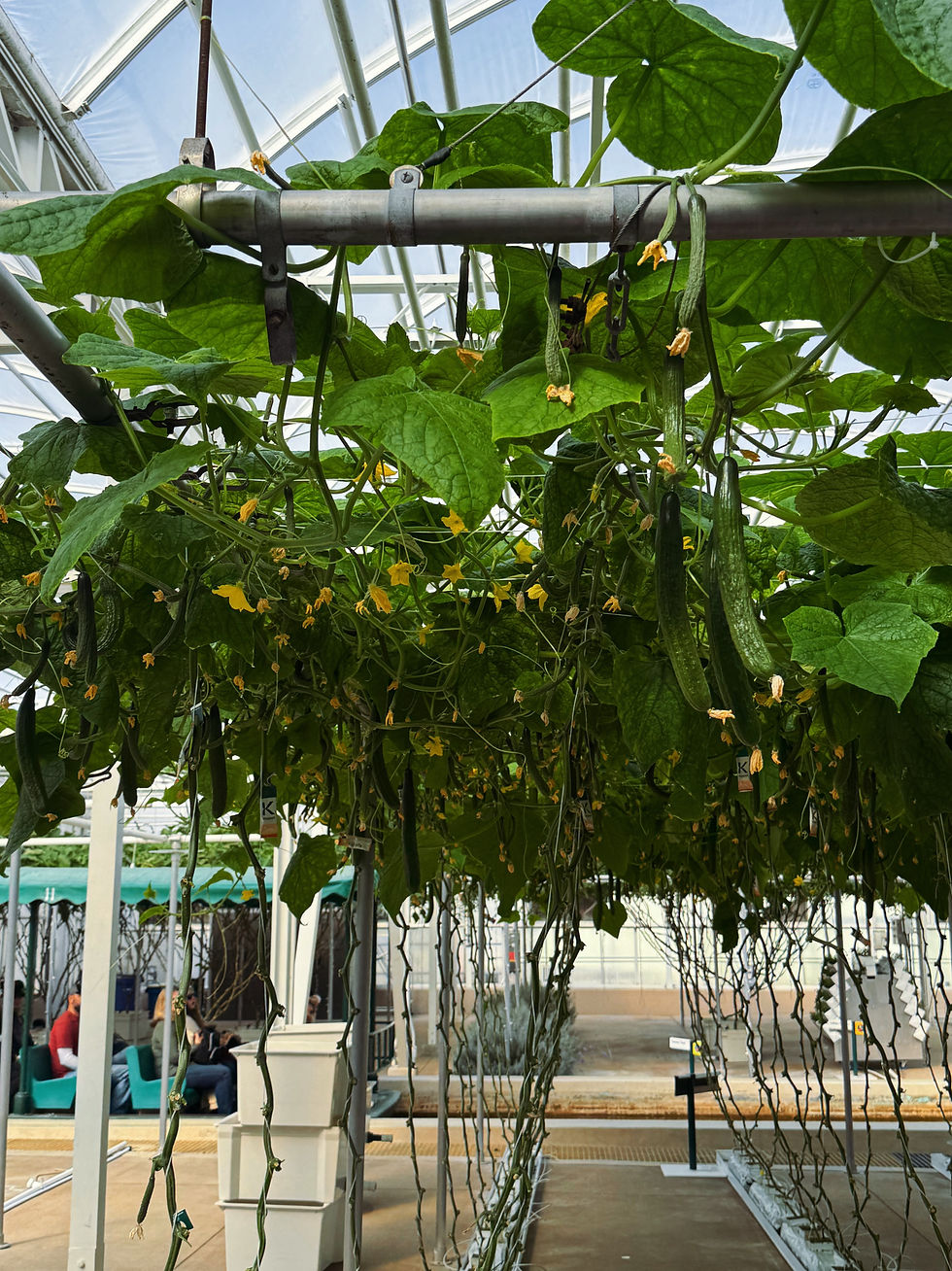 Cucumbers grown vertically and in hydroponic solutions seen during the Behind The Seeds Tour at Epcot. January 2026