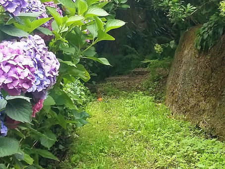 Hortências na Quinta D'Avó Amélia 