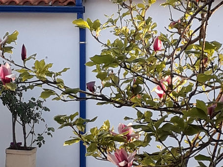 As flores que decoram o nosso pátio