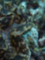 A giant clam’s mantle melts into the reef like a living canvas, swathed in brown and orange swirls and speckled with bright green (in Amba Canyon, Haa Dhaalu Atoll, Maldives).