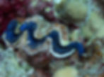 A vibrant blue giant clam nestled within a coral reef (in Amba Canyon, Haa Dhaalu Atoll, Maldives), displaying its iridescent mantle.