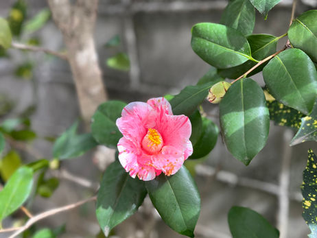 今後の予定の予定