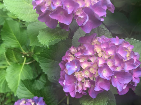 6月・7月の予定