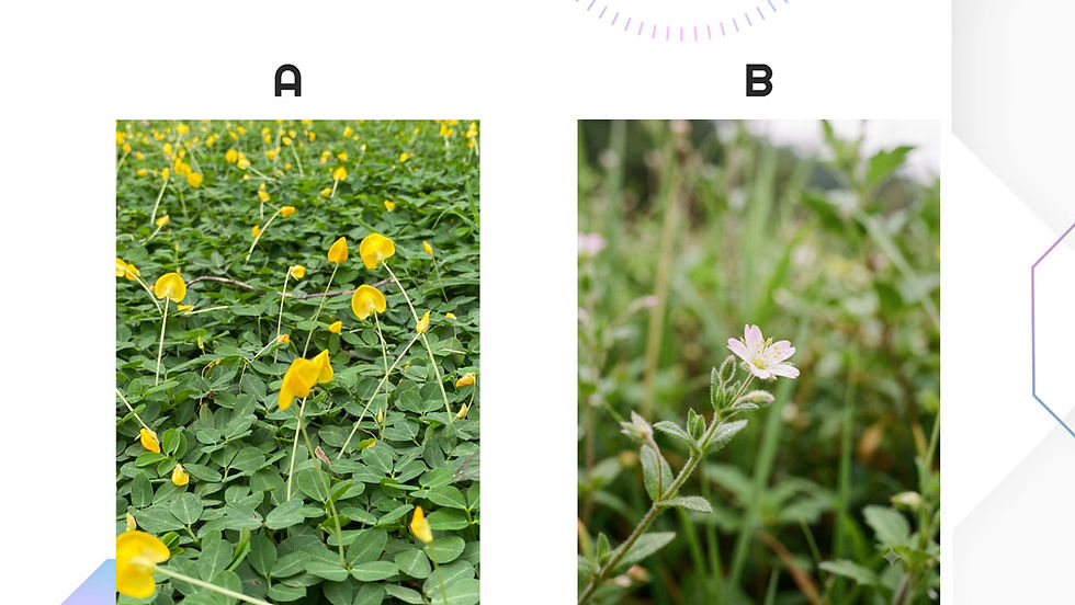 Image A is a real flowerbed photograph, while image B is an AI-generated photo of small flowers. Participants inferred its authenticity based on depth of field and image style.
