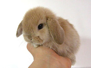 84 Koleksi Gambar Hewan Peliharaan Dan Makanan Nya Terbaik