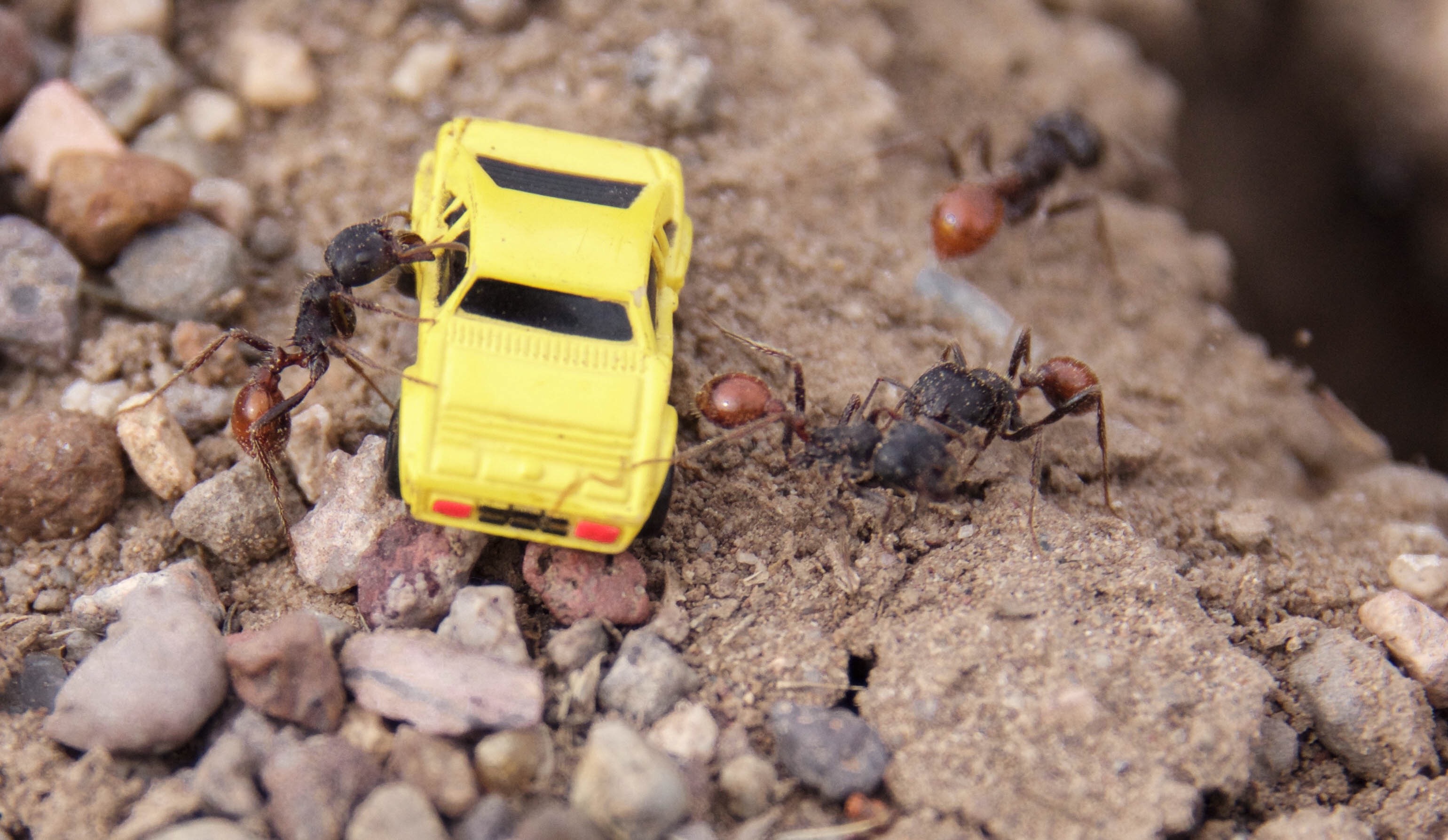 Ants Mico Car
