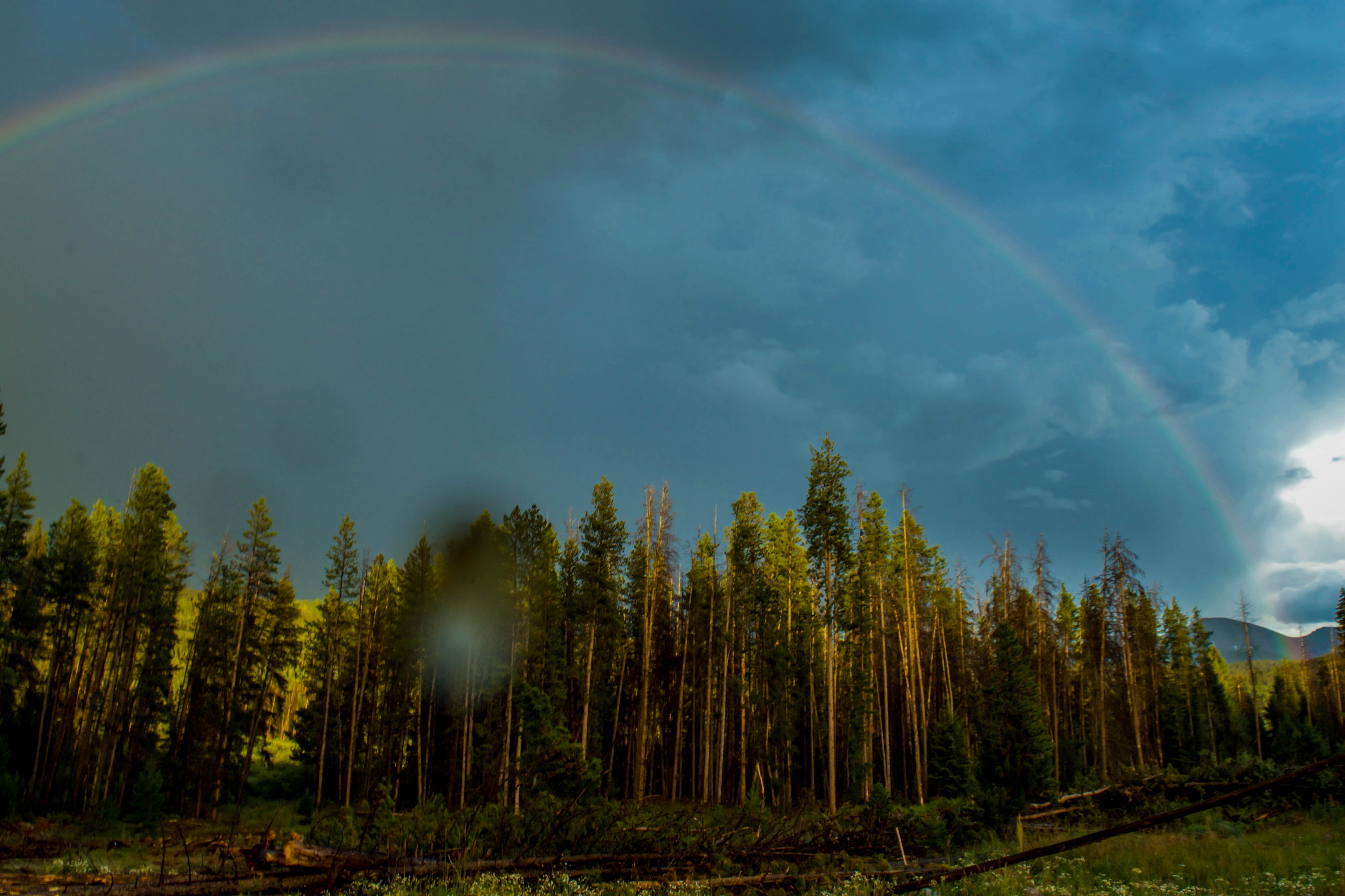 Rainbow Tree Line