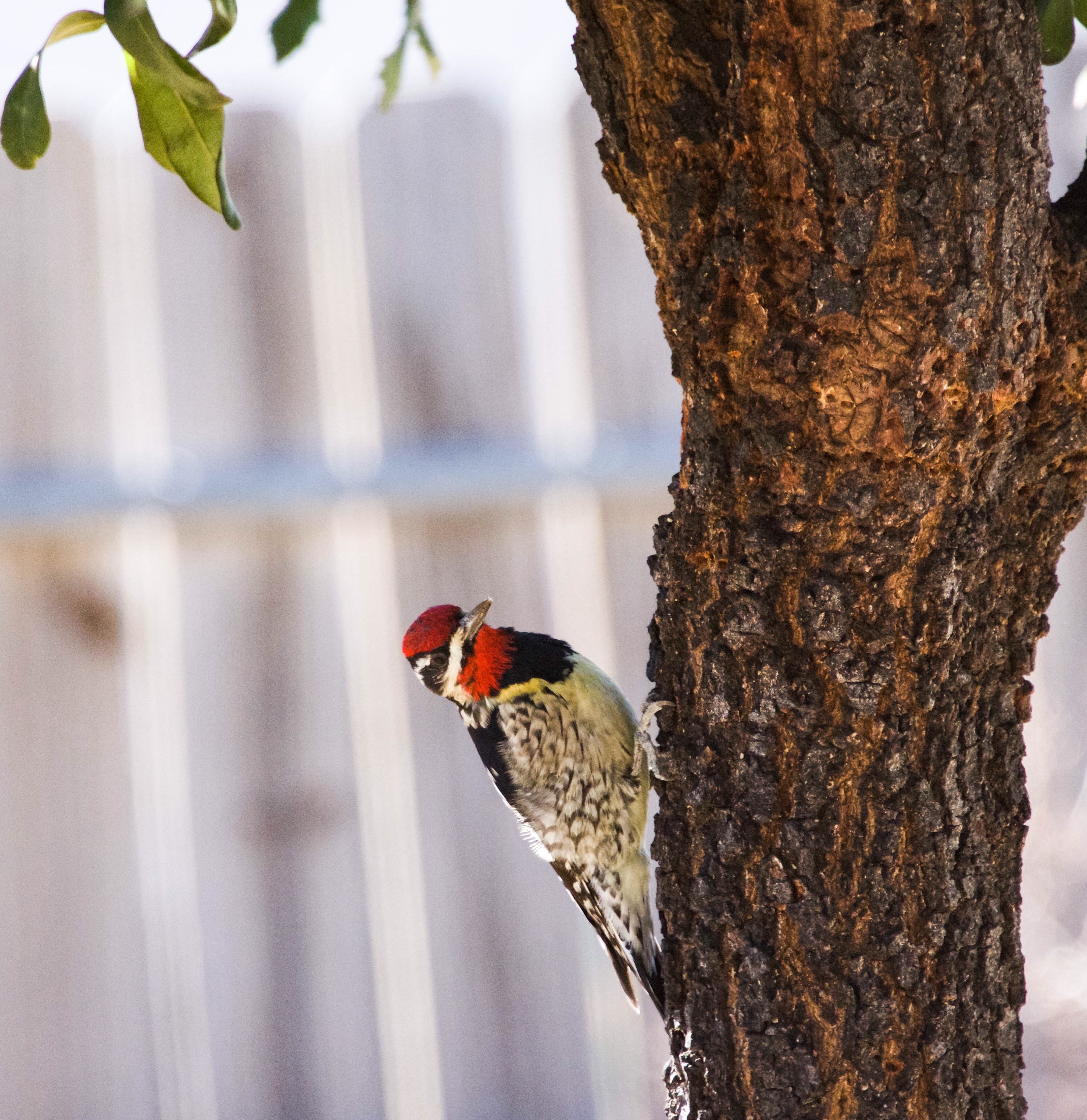 Woodpecker Bird