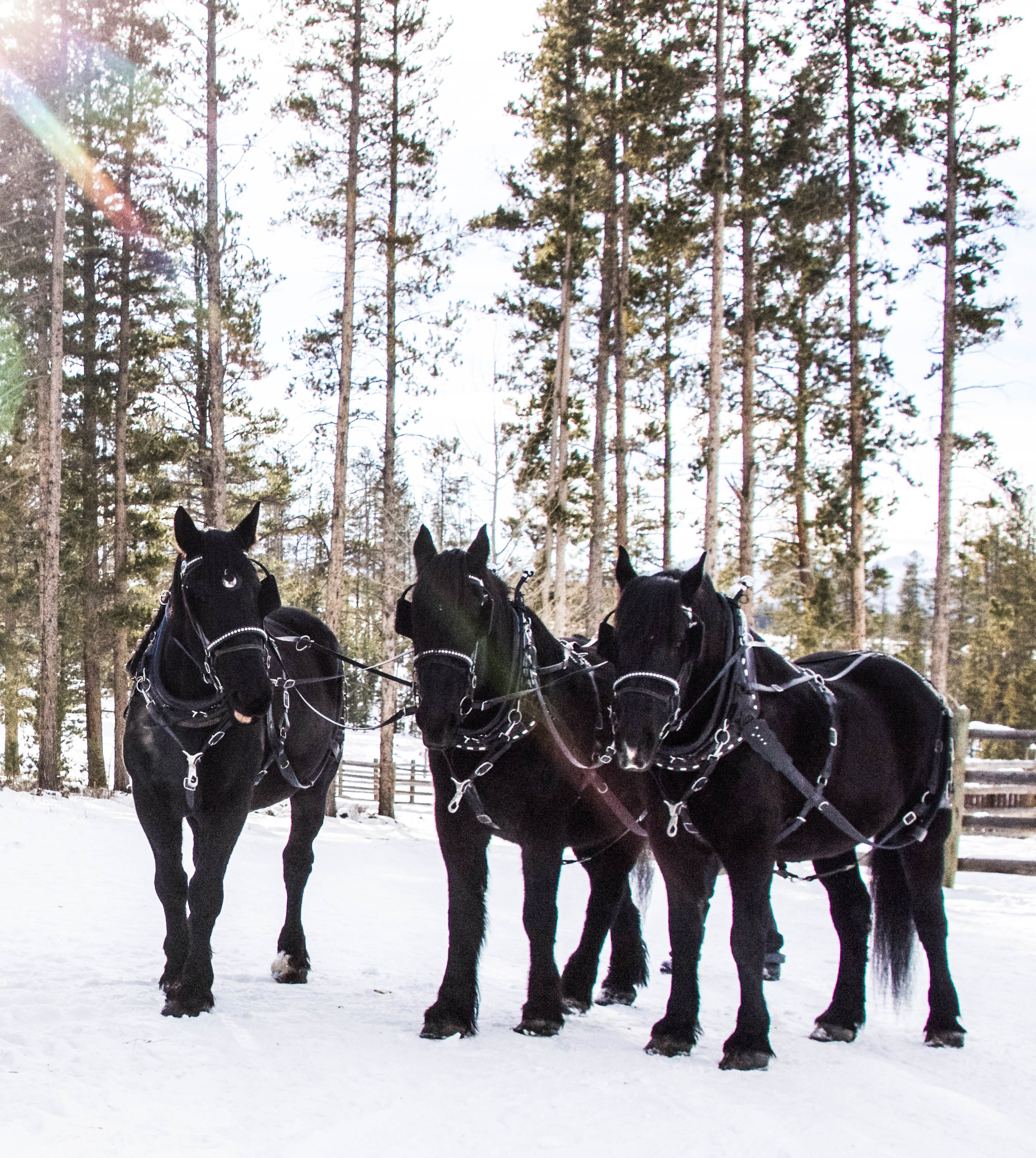 Wedding Horses