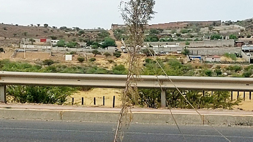 Abandonan reforestacion en la via corta pinos recien plantados se secan