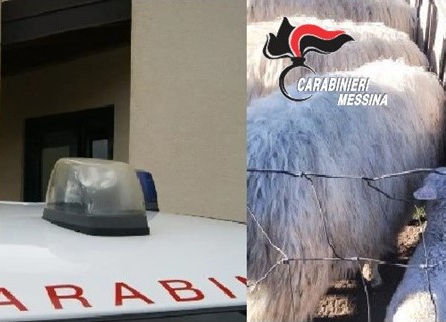 [Quattro persone rubano un agnello in ovile, bloccati dai Carabinieri]