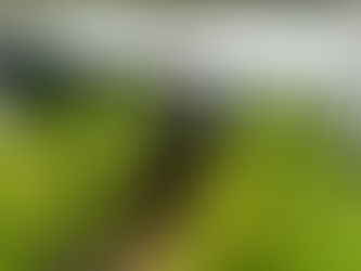 Coltivavano piantagione di canapa indiana, due arresti con l'ausilio dei cani antidroga