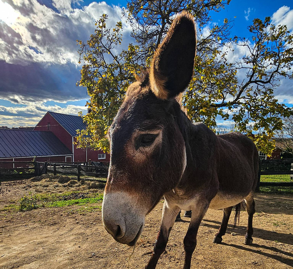 Sarah the donkey at Goodstone Inn