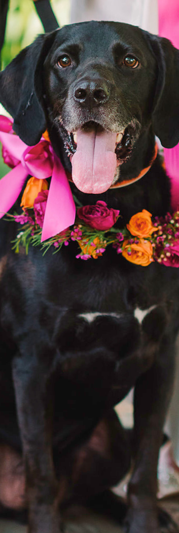 Dog with a flower collar