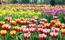 Tulip-1.jpg