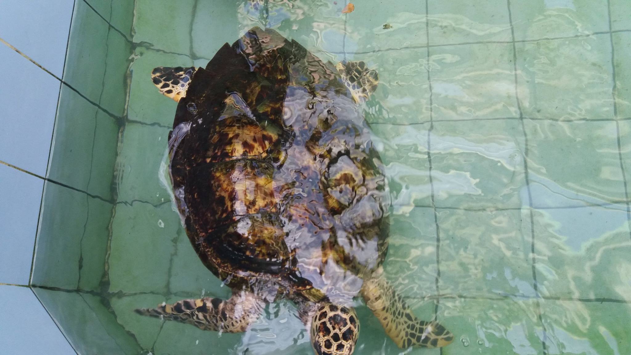 Thailand Attraction Tour | Sea turtle conservation center