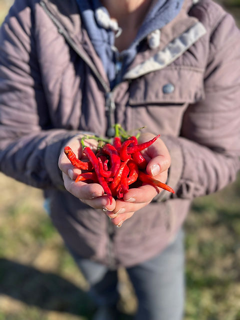 Hands Holding Peppers