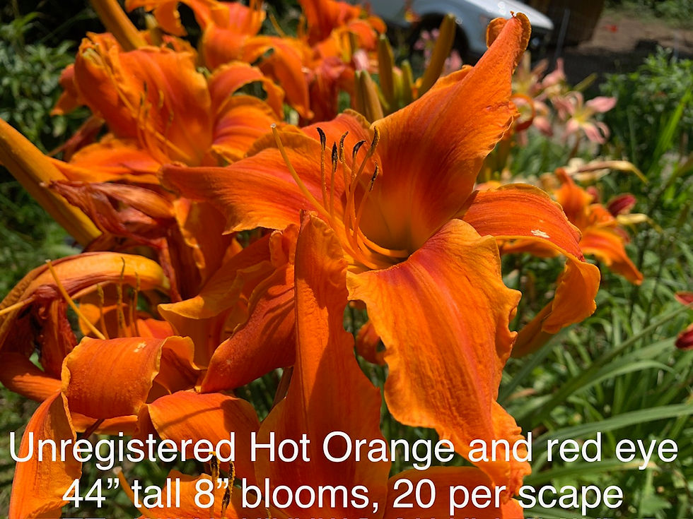 Thumbnail: Designer Daylilies - the superstar flowers of Summer - FLOWERS