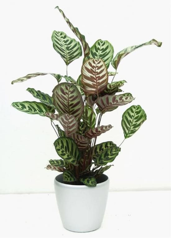 Miniature : CALATHEA