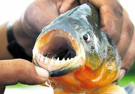 La ciudad se prepara para vacunar palometas