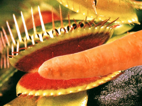 Conmoción en Fisherton: Planta carnívora se hace vegana y es acusada de canibalismo