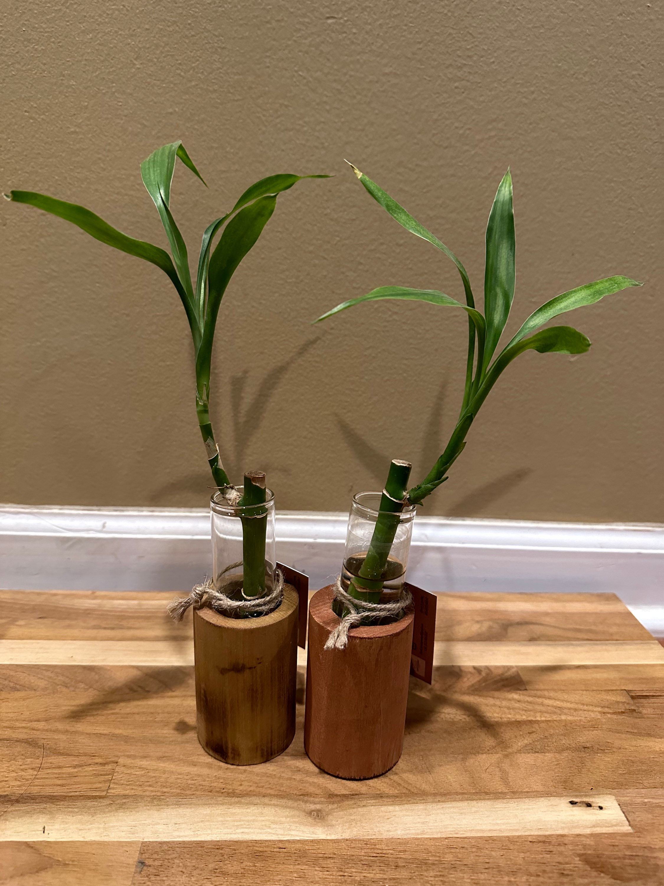 Bamboo 