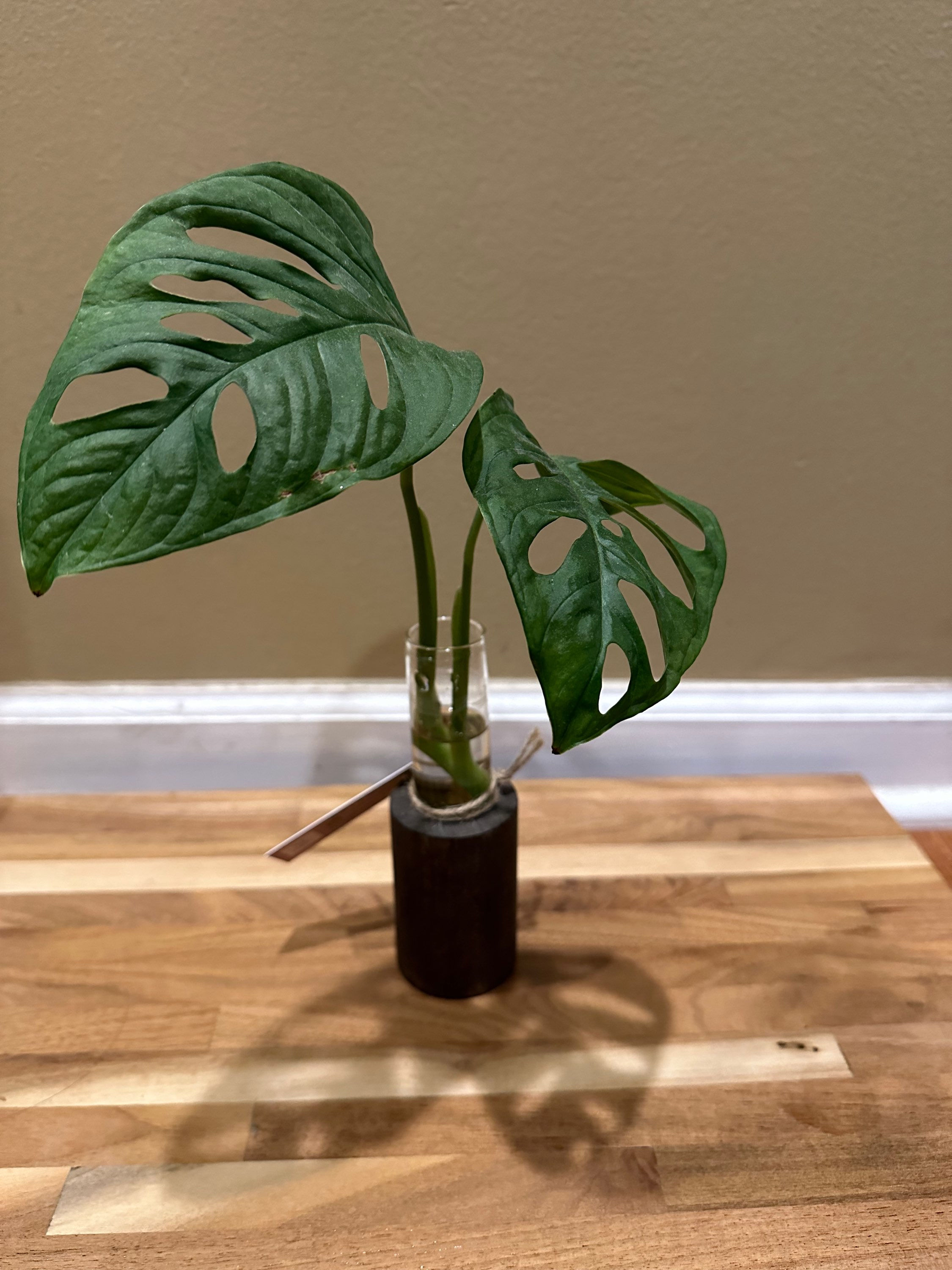 Monstera Adasonii “Swiss Cheese”