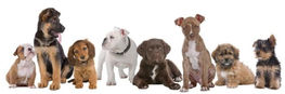 Mon coup de patte... ADOPTER UN CHIOT?