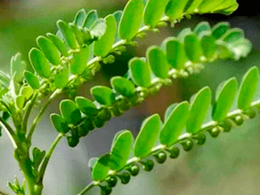 Stone Breaker leaves, a natural herb known for supporting kidney health and detoxification.