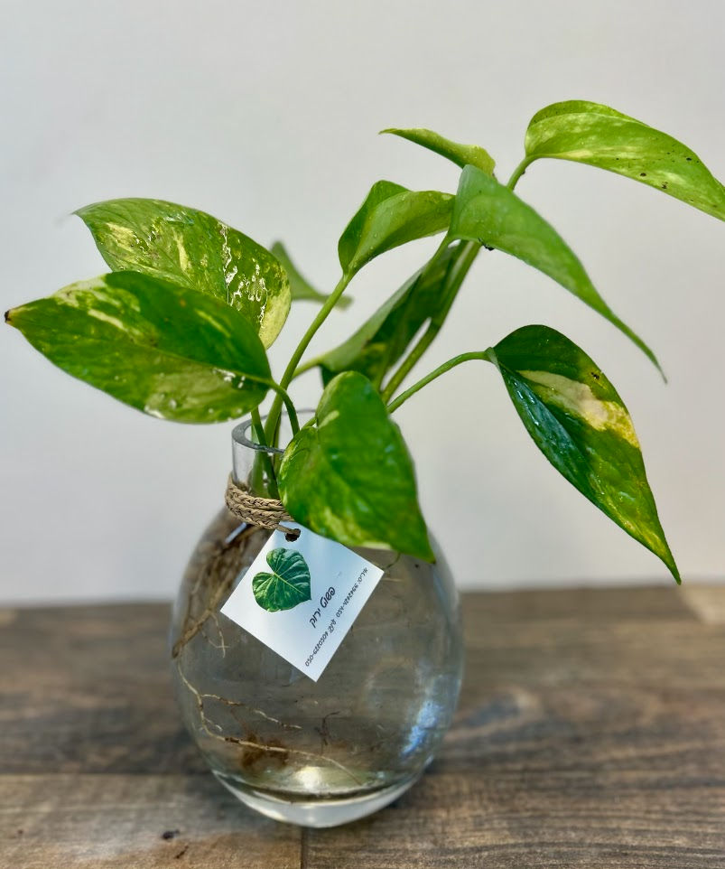 תמונה ממוזערת: אגרטלי זכוכית מעוצבים