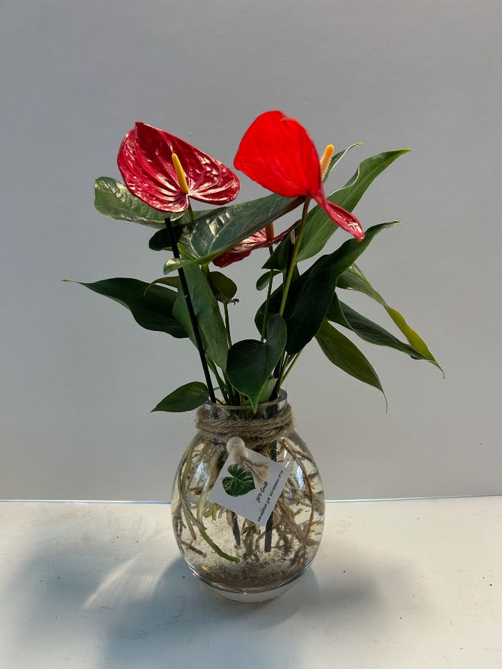 תמונה ממוזערת: אגרטלי זכוכית מעוצבים