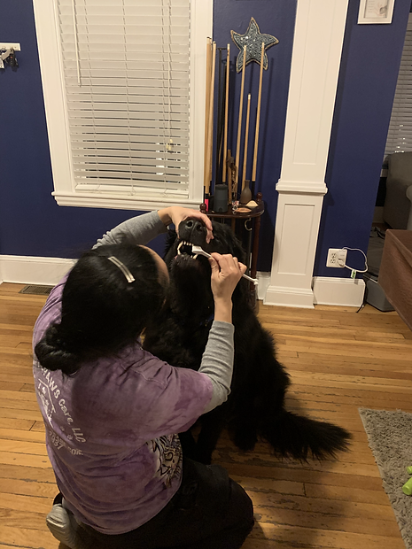 Pet Maintenance