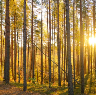 De weg naar Opiaten Afbouwen