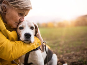 Onze lieve beagle wijkt niet van mijn zijde