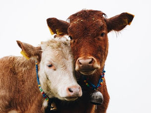 Trammelant@Tramadol: mijn ervaring met afbouwen