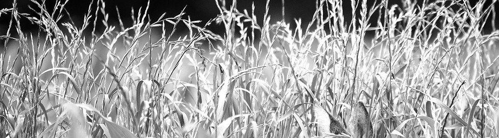 gras, zwart wit