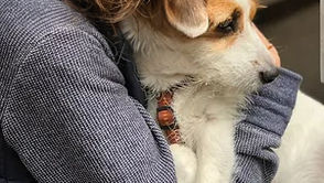 vrouw met hondje op schoot