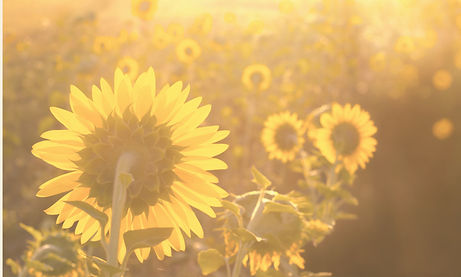 finding your sanctuary WEBSITE BANNER (3)_edited.jpg